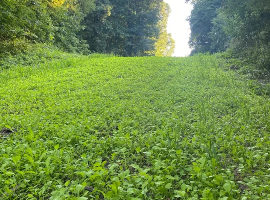 Best Food Plot Mix for Deer & Turkey: Top Seeds & Plants